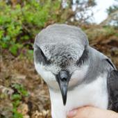 Soft-plumaged petrel. Adult in hand showing forehead. Chatham Island, November 2007. Image &copy; Graeme Taylor by Graeme Taylor