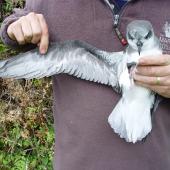 Soft-plumaged petrel. Adult in hand showing underwing. Chatham Island, November 2007. Image &copy; Graeme Taylor by Graeme Taylor