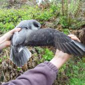Soft-plumaged petrel. Adult in hand showing upperwing. Chatham Island, November 2007. Image &copy; Graeme Taylor by Graeme Taylor