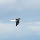Soft-plumaged petrel. Adult in flight. Outer Hawke Bay, June 2016. Image &copy; Les Feasey by Les Feasey