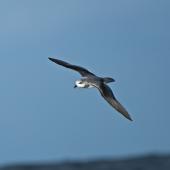 Soft-plumaged petrel. Adult in flight. Outer Hawke Bay, June 2016. Image &copy; Les Feasey by Les Feasey