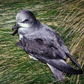 Soft-plumaged petrel. Dorsal view of adult on ground. Reef Point, Antipodes Island, November 1995. Image &copy; Alan Tennyson by Alan Tennyson