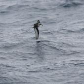 Mottled petrel. Side view of bird in flight. At sea en route to Antipodes Island, December 2009. Image &copy; David Boyle by David Boyle