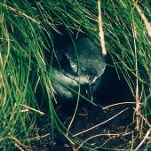 Mottled petrel | Kōrure. At burrow entrance among Poa astonii. Snares Islands, February 1983. Image &copy; Colin Miskelly by Colin Miskelly