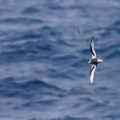 Mottled petrel. Adult in flight. Southern Ocean, January 2018. Image &copy; Mark Lethlean 2018 birdlifephotography.org.au by Mark Lethlean