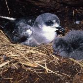 Mottled petrel. Adult and hatchling. North Promontory, Snares Islands, February 1986. Image &copy; Alan Tennyson by Alan Tennyson