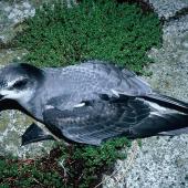 Mottled petrel | Kōrure. Dorsal view of adult on the ground. Observation Rock, Snares Islands, February 1986. Image &copy; Alan Tennyson by Alan Tennyson
