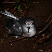 Mottled petrel. Adult at burrow entrance showing crown. Putauhinu Island, Stewart Island, March 2011. Image &copy; Colin Miskelly by Colin Miskelly
