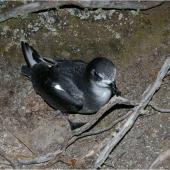 Mottled petrel. Adult on ground showing 'face'. Whenua Hou / Codfish Island, December 2011. Image &copy; Colin Miskelly by Colin Miskelly