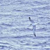 Juan Fernandez petrel. Adult in flight, ventral view. South Pacific, half way between Easter Island and Punta Arenas, Chile, November 2017. Image &copy; Cyril Vathelet by Cyril Vathelet