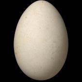 White-naped petrel. Egg 64.7 x 44.2 mm (NMNZ OR.006872, collected by Captain John Bollons). Raoul Island, Kermadec Islands, November 1901. Image &copy; Te Papa by Jean-Claude Stahl
