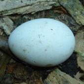White-naped petrel. Abandoned egg. Phillip Island, Norfolk Island, June 2017. Image &copy; Alan Tennyson by Alan Tennyson