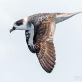 White-naped petrel. Adult in flight. The Petrel Station pelagic offshore from Tutukaka, March 2023. Image &copy; Scott Brooks, www.thepetrelstation.nz by Scott Brooks