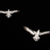 Black-winged petrel | Karetai kapa mangu. Ventral view of adults in flight at night. Burgess Island, Mokohinau Islands, February 2013. Image &copy; Alan Tennyson by Alan Tennyson