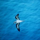 Black-winged petrel | Karetai kapa mangu. Adult in flight. Macauley Island, Kermadec Islands, December 1988. Image &copy; Alan Tennyson by Alan Tennyson