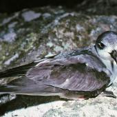 Black-winged petrel. Adult at breeding colony. Rangatira Island, Chatham Islands, January 1984. Image &copy; Colin Miskelly by Colin Miskelly