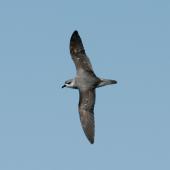 Black-winged petrel. Dorsal view of flying adult. Norfolk Island, April 2012. Image &copy; Philip Griffin by Philip Griffin