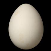 Black-winged petrel. Egg 48.8 x 37.4 mm (NMNZ OR.012430, collected by Jim Anton). North Meyer Islet, Kermadec Islands, January 1967. Image &copy; Te Papa by Jean-Claude Stahl