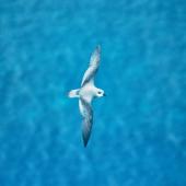 Black-winged petrel | Karetai kapa mangu. Adult in flight. Macauley Island, Kermadec Islands, December 1988. Image &copy; Alan Tennyson by Alan Tennyson