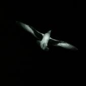 Chatham petrel | Ranguru. In flight at night over colony. Rangatira Island, Chatham Islands, February 2010. Image &copy; David Boyle by David Boyle