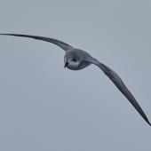 Chatham petrel | Ranguru. Adult in flight. Off Pitt Island, Chatham Islands, March 2023. Image &copy; Hadoram Shirihai by Hadoram Shirihai Tubenoses Project