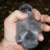 Chatham petrel. Chick in the hand. Rangatira Island, Chatham Islands, February 2012. Image &copy; Graeme Taylor by Graeme Taylor
