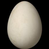 Chatham petrel. Egg 50.9 x 37.1 mm (NMNZ OR.026921, collected by Helen Gummer). Rangatira Island, Chatham Islands. Image &copy; Te Papa by Jean-Claude Stahl