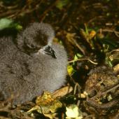 Chatham petrel. Chick. Rangatira Island, Chatham Islands. Image &copy; Department of Conservation (image ref: 10057167) by Don Merton, Department of Conservation Courtesy of Department of Conservation