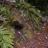 Cook's petrel | Tītī. Burrow entrance. Whenua Hou / Codfish Island, December 2011. Image &copy; Colin Miskelly by Colin Miskelly