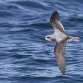Cook's petrel | Tītī. Dorsal view of southern subspecies in flight. Foveaux Strait, December 2022. Image &copy; Oscar Thomas by Oscar Thomas oscarthomas.nz