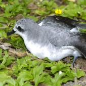 Cook's petrel. Adult showing head and neck markings. Hawai`i - Island of Kaua`i, September 2006. Image &copy; Jim Denny by Jim Denny http://www.kauaibirds.comhttp://www.flickr.com/photos/hawaiibirds/