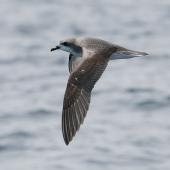 Cook's petrel. Adult in flight showing upper wing. Near Mokohinau Islands, Hauraki Gulf, January 2012. Image &copy; Philip Griffin by Philip Griffin