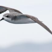 Cook's petrel. Adult in flight at sea. Near Little Barrier Island, Hauraki Gulf, January 2012. Image &copy; Philip Griffin by Philip Griffin