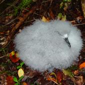 Cook's petrel. Chick placed outside burrow. Whenua Hou / Codfish Island, March 2006. Image &copy; Graeme Taylor by Graeme Taylor