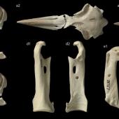 Chatham Island crested penguin. Montage of skeletal elements. Chatham Islands. Image &copy; Te Papa by Jean-Claude Stahl