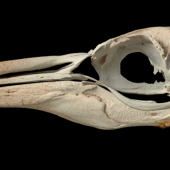 Chatham Island crested penguin. Skull, NMNZ S.033007; mandible, NMNZ S.030440. Chatham Island. Image &copy; Te Papa by Jean-Claude Stahl