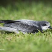 Collared petrel. Grounded fledgling attracted by artificial lights. Te Maruata, Paea, Tahiti, July 2017. Image &copy; Fred Jacq by Fred Jacq