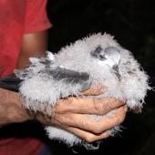 Collared petrel. Chick from burrow, post-guard stage. Delaisavu colony, Gau Island, Fiji, June 2013. Image &copy; Mark Fraser by Mark Fraser