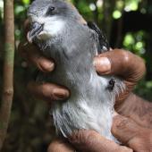 Collared petrel. Dark morph chick from burrow close to fledging. Delaisavu colony, Gau Island, Fiji, July 2013. Image &copy; Mark Fraser by Mark Fraser