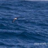 Collared petrel. Intermediate morph adult in flight (first New Zealand record). At sea near Three Kings Islands, March 2011. Image &copy; Brent Stephenson by Brent Stephenson