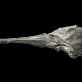 Alastair's albatross. Holotype skull (dorsal). South Taranaki. Image &copy; Te Papa by Jean-Claude Stahl