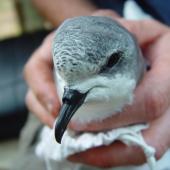 Pycroft's petrel. Head and bill of adult in the hand. Red Mercury Island, December 2009. Image &copy; Graeme Taylor by Graeme Taylor