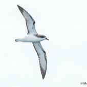 Pycroft's petrel. Ventral view of adult in flight. Bay of Islands, January 2017. Image &copy; Matthias Dehling by Matthias Dehling