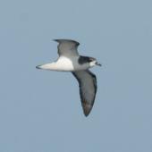 Pycroft's petrel. Adult in flight at sea. Off Whitianga, January 2012. Image &copy; Philip Griffin by Philip Griffin
