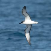 Pycroft's petrel. Ventral view of adult in flight. Off Whitianga, January 2012. Image &copy; Philip Griffin by Philip Griffin