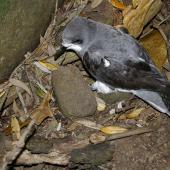 Pycroft's petrel. Adult at breeding colony. Taranga / Hen Island, December 2010. Image &copy; Colin Miskelly by Colin Miskelly