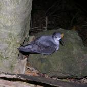 Pycroft's petrel. Adult at breeding colony. Taranga / Hen Island, December 2010. Image &copy; Colin Miskelly by Colin Miskelly