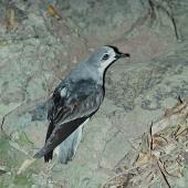 Pycroft's petrel. Adult at breeding colony. Red Mercury Island, Mercury Islands, December 1972. Image &copy; Department of Conservation (image ref: 10035653) by Rod Morris, Department of Conservation Courtesy of Department of Conservation