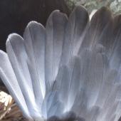 Gould's petrel. Adult, tail pattern (Pterodroma leucoptera 'leucoptera'). Cabbage Tree Island, December 2013. Image &copy; Dean Portelli by Dean Portelli
