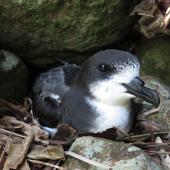 Gould's petrel. Adult incubating egg. Cabbage Tree Island, December 2015. Image &copy; Dean Portelli by Dean Portelli
